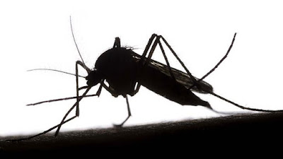 malaria%2Bmosquito%2Bzika