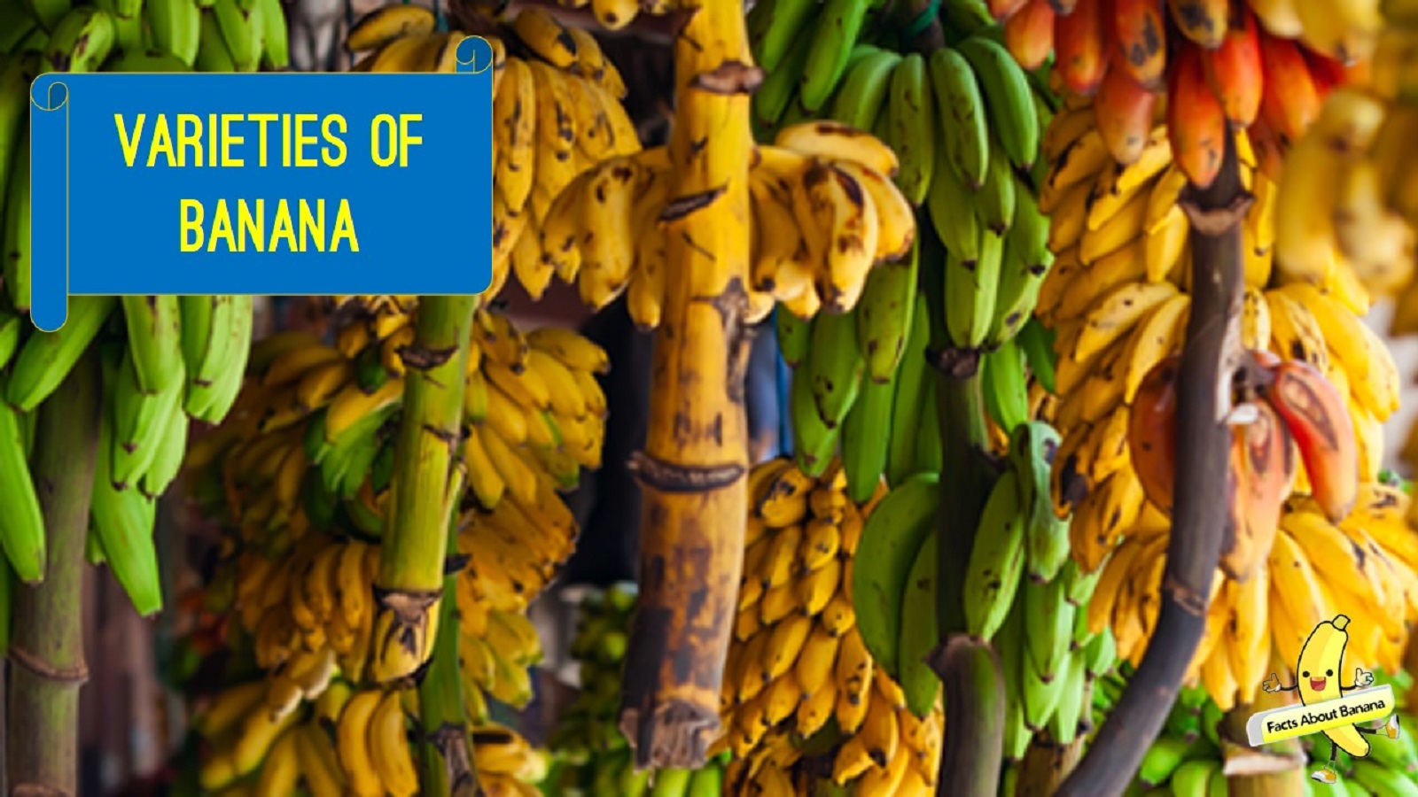 Amazing Banana Facts Worlds Most Common And Unusual Varieties Of Bananas