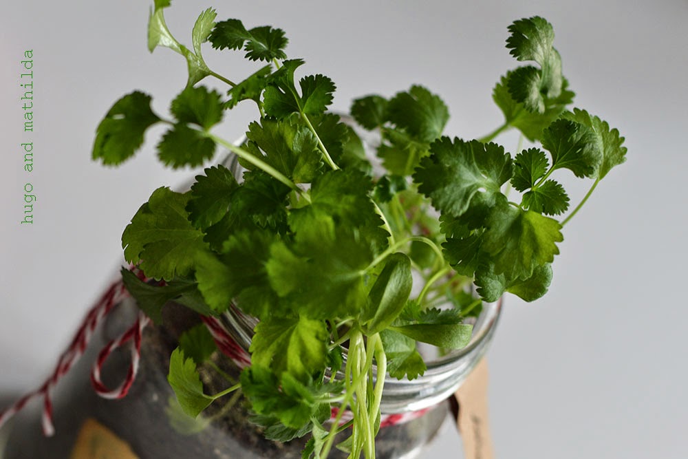 Herbs instead of flowers