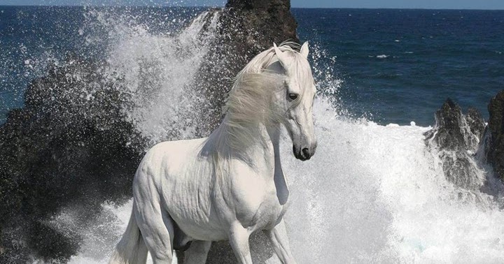 All Wallpapers: Beautiful Horse Hd Wallpapers 2013