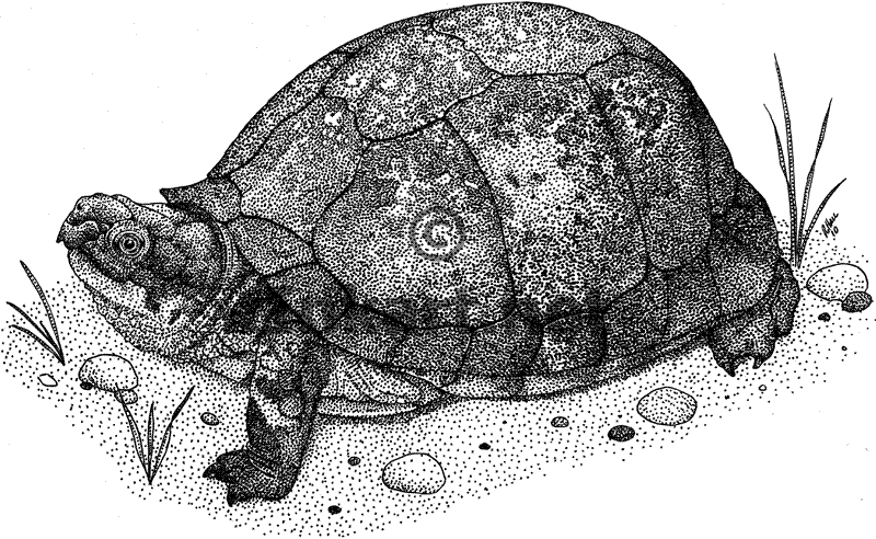Lovely Small Pets: The Shaped Used to Draw Turtles