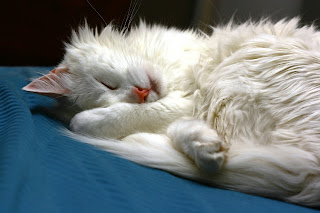 Turkish Angora Cat