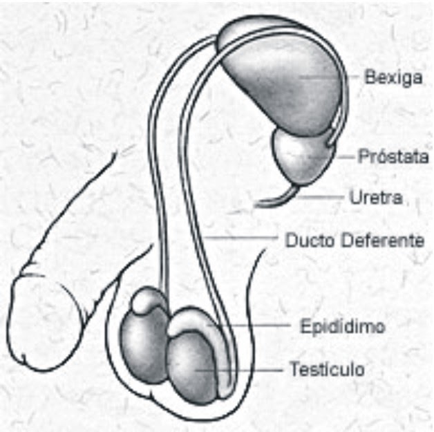 Embriologia UFPE Espermatogênese Ducto Deferente Embriologia UFPE Espermatogênese Ducto Deferente