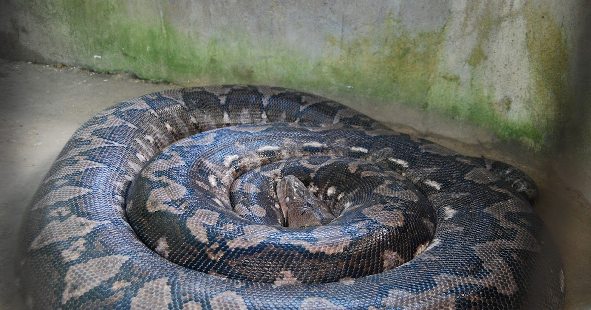 away from 025: Bohol - Prony -The biggest snake in captivity