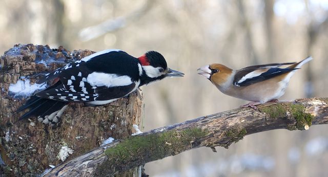 Two birds a woodpecker and grosbeak kissing, goodbye kiss, bird's love