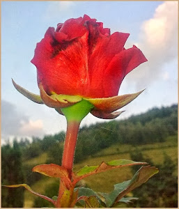 Życie i róża
