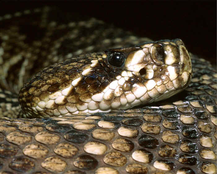 AJORBAHMAN'S COLLECTION Mystery Behind Virgin Births Explained