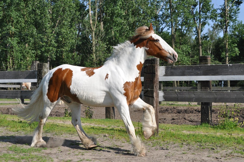 Cheval, Cob Irlandais, Galop, Les Chevaux, Des Animaux