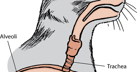 Дыхательные болезни у кошек - симптомы, диагностика и лечение Дыхательные болезни у кошек - симптомы, диагностика и лечение