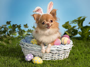 Easter Wallpapers bunny wishes happy easter wallpaper