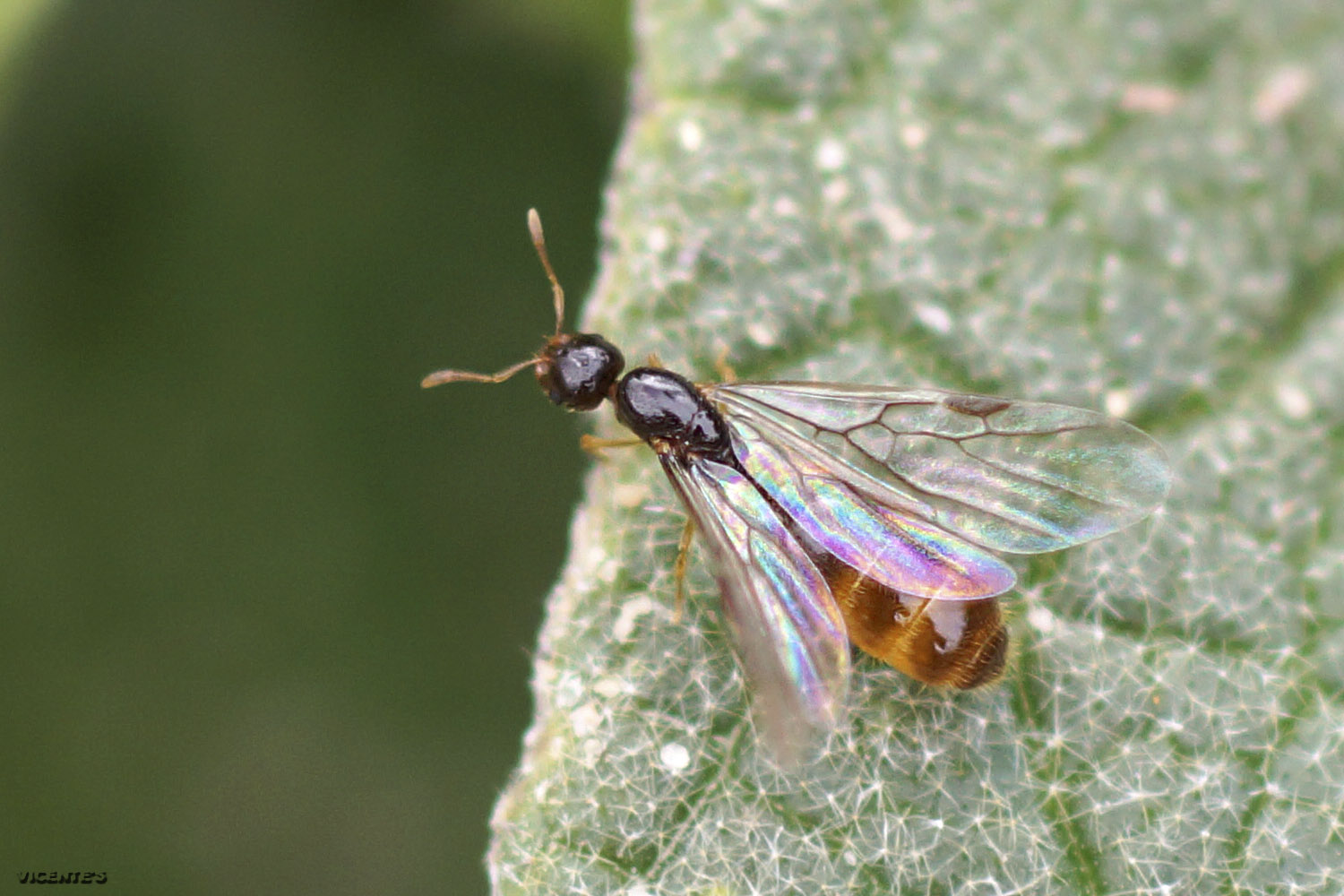 Fauna silvestre de Hormaza Solenopsis sp.