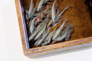RIUSUKE FUKAHORI y su arte hiper-realista con resina cristal