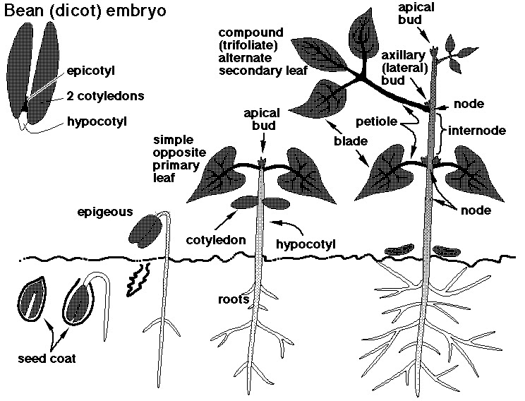 Xtremehorticulture of the Desert Avoid Transplanting Beans into the Garden