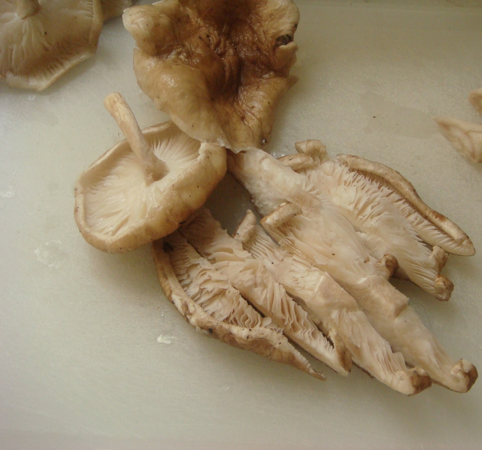 Receitinhas da Tere Shitake e Shimeji na manteiga