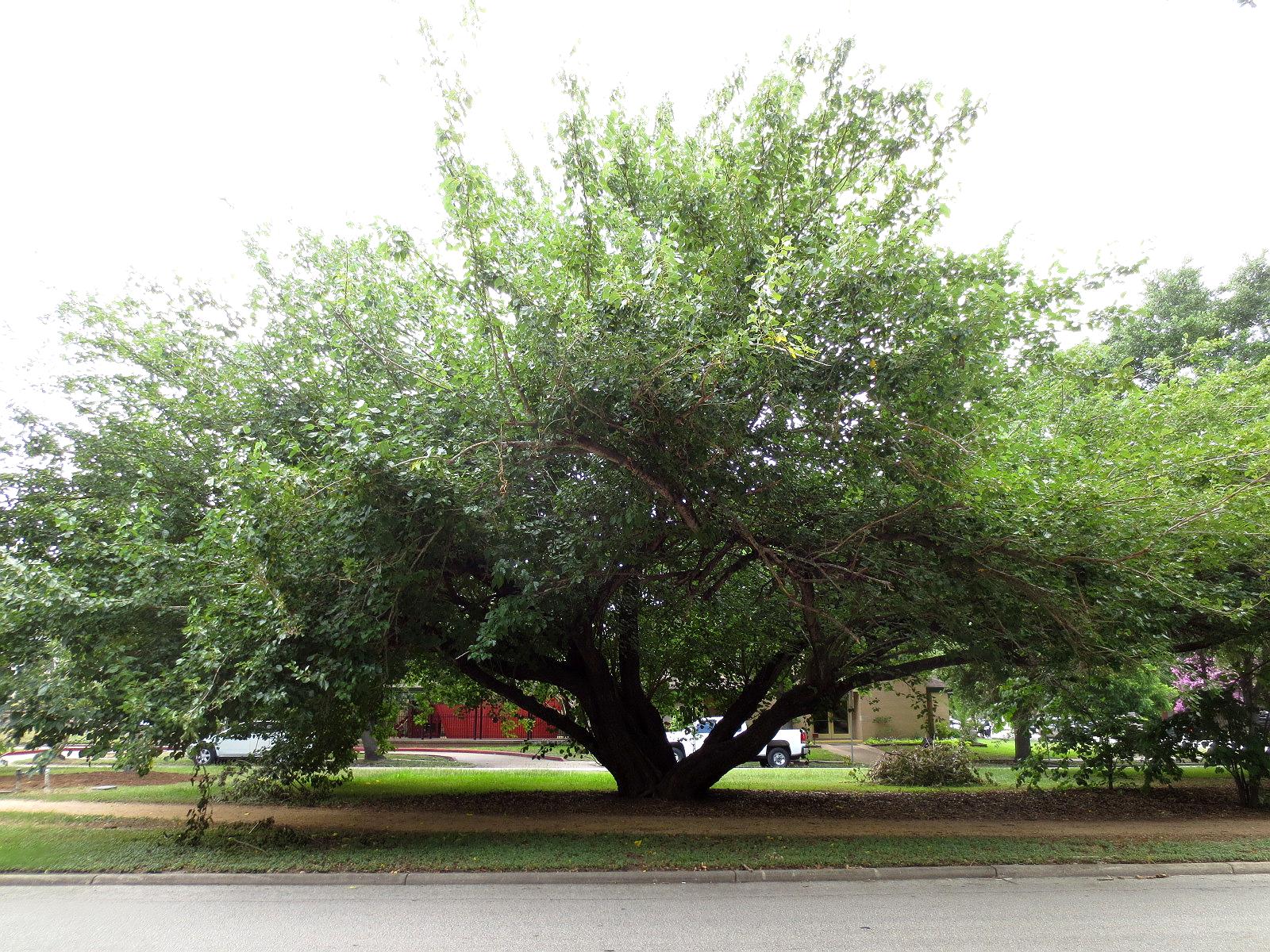 Remarkable Trees of Texas CLIMBING TREES THE OLD MULBERRY ON HEIGHTS BLVD