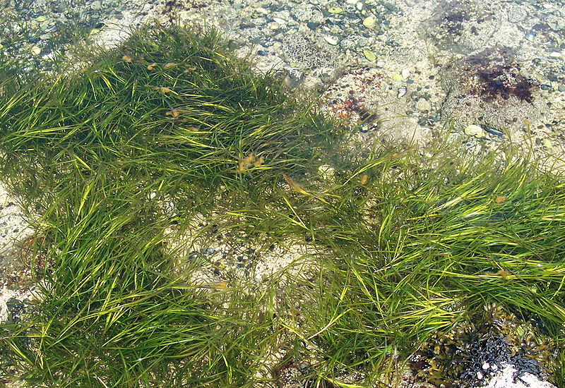 Mostly Open Ocean Flowering plants in the sea, part 1 photosynthesis