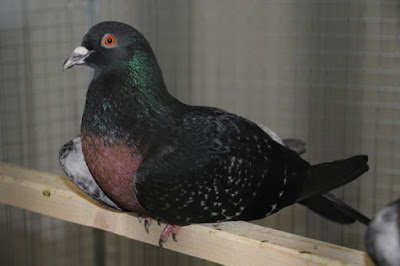 Alouette Charbonnière - german pigeons