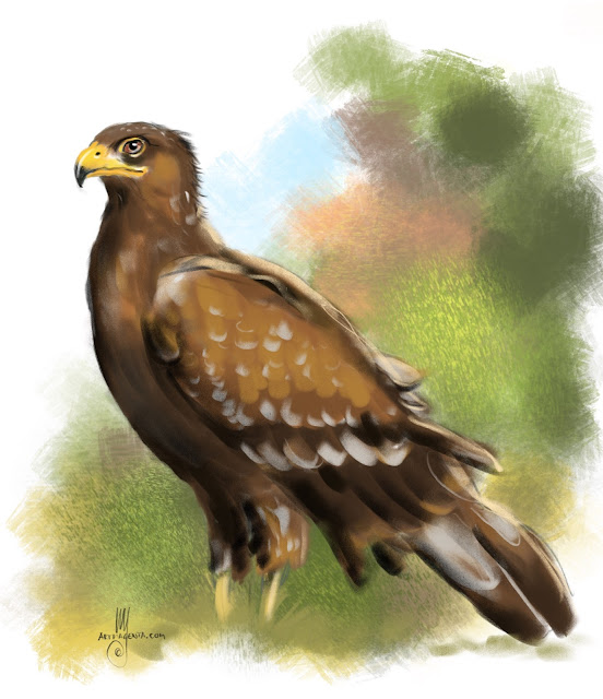 Lesser spotted eagle bird painting by Artmagenta