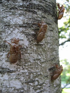 Cicada skins on tree