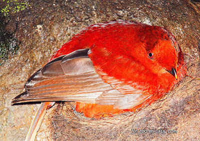 Andean cock-of-the-rock (Rupicola peruviana)