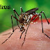 Mengenal virus Zika dan Bagaimana Penyebarannya