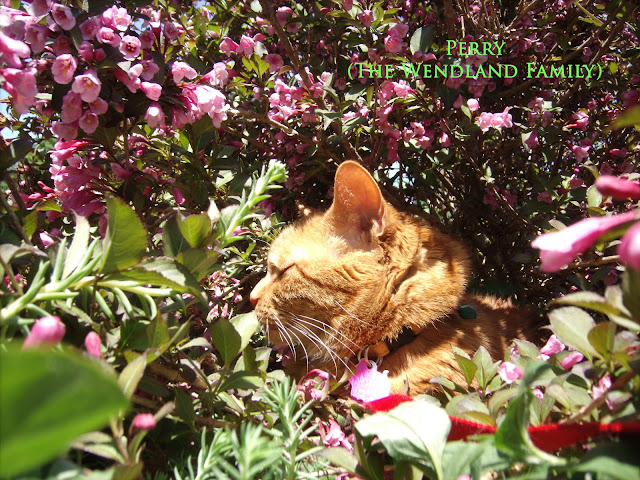 Orange cat in wiegelia bush with pink flowers