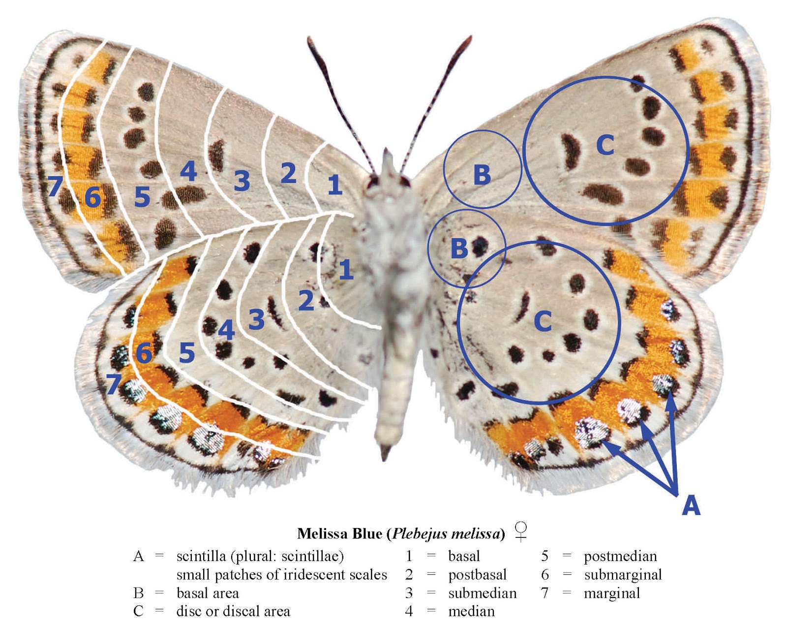 Northwest Butterflies Anatomy & Wing Terminology