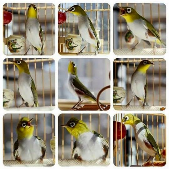 Ini Jenis Pleci Auri Atau Buxtoni Cara Gacor