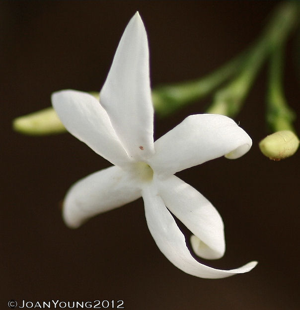 Natures World of Wonder Wild Jasmine (Jasminum multipartitum)