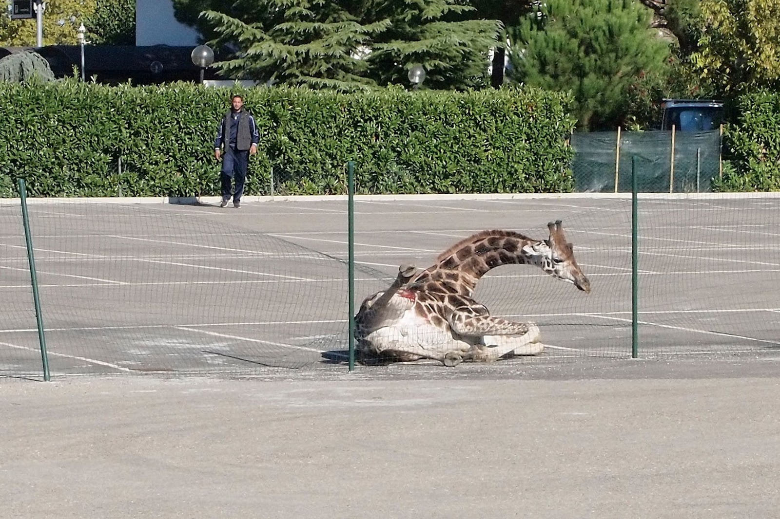 Побег из зоопарка Побег из зоопарка