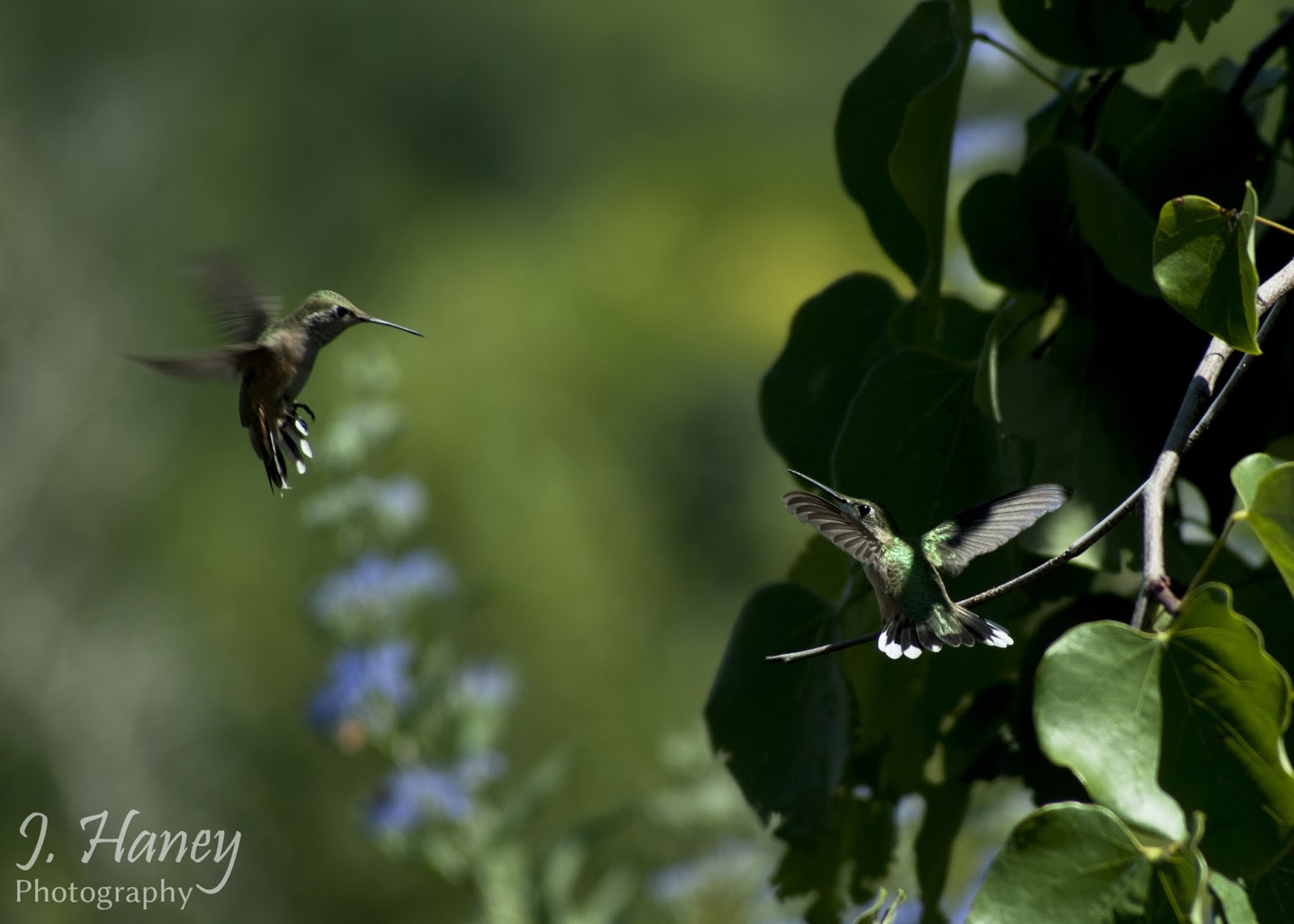 lots of hummingbirds