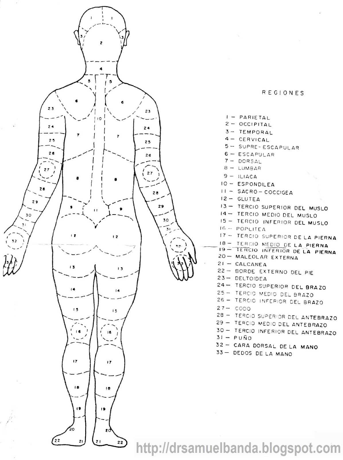 Dr Samuel Banda Anatomía del cuerpo humano por regiones Dr Samuel Banda Anatomía del cuerpo humano por regiones