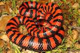 The "Mud Snake"