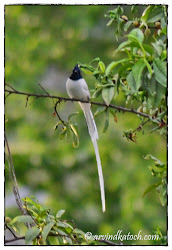 paradise flycatcher asian birds male bird