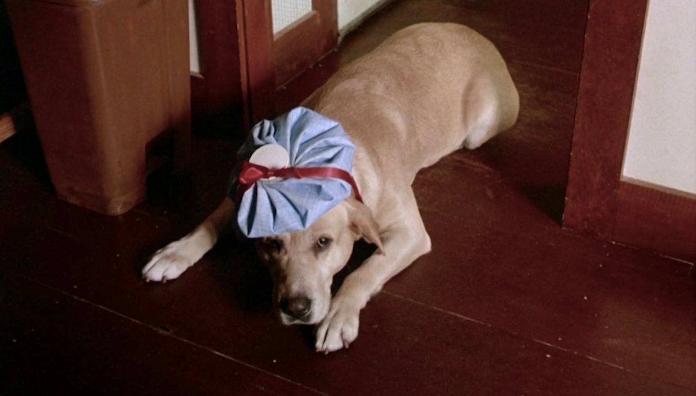 cult film freak CHEVY CHASE AND MADOLYN SMITH STAR IN 'FUNNY FARM'