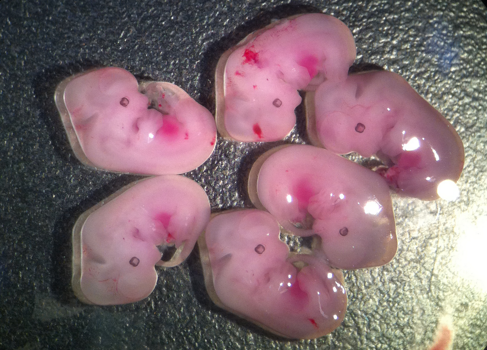 Fanos MCB Blog Mouse Embryo Anatomy Fanos MCB Blog Mouse Embryo Anatomy