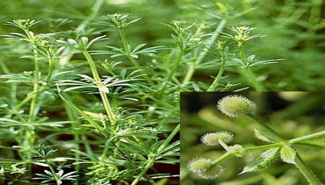 Κολλιτσίδα: Ένα από τα πιο ισχυρά βότανα που σε προστατεύει από ασθένειες