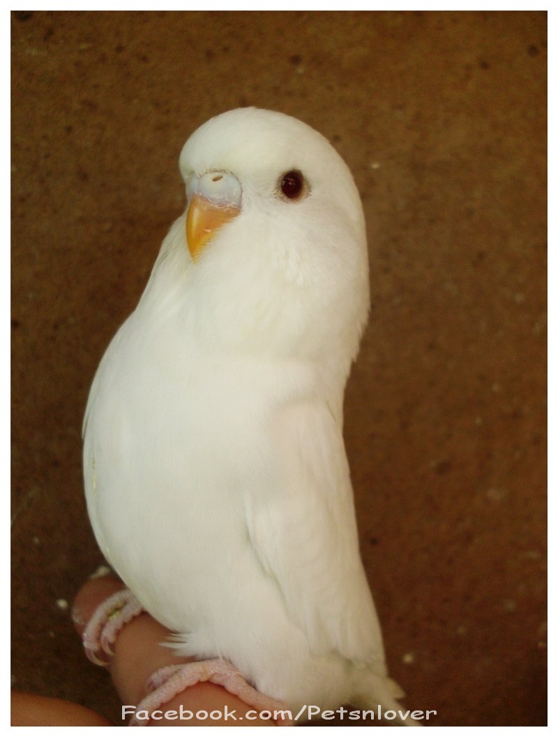 White budgie Pets Lover