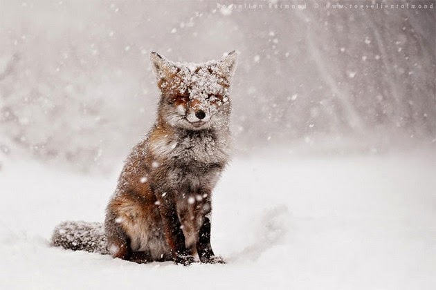photos of foxes, fox pictures, red fox pic