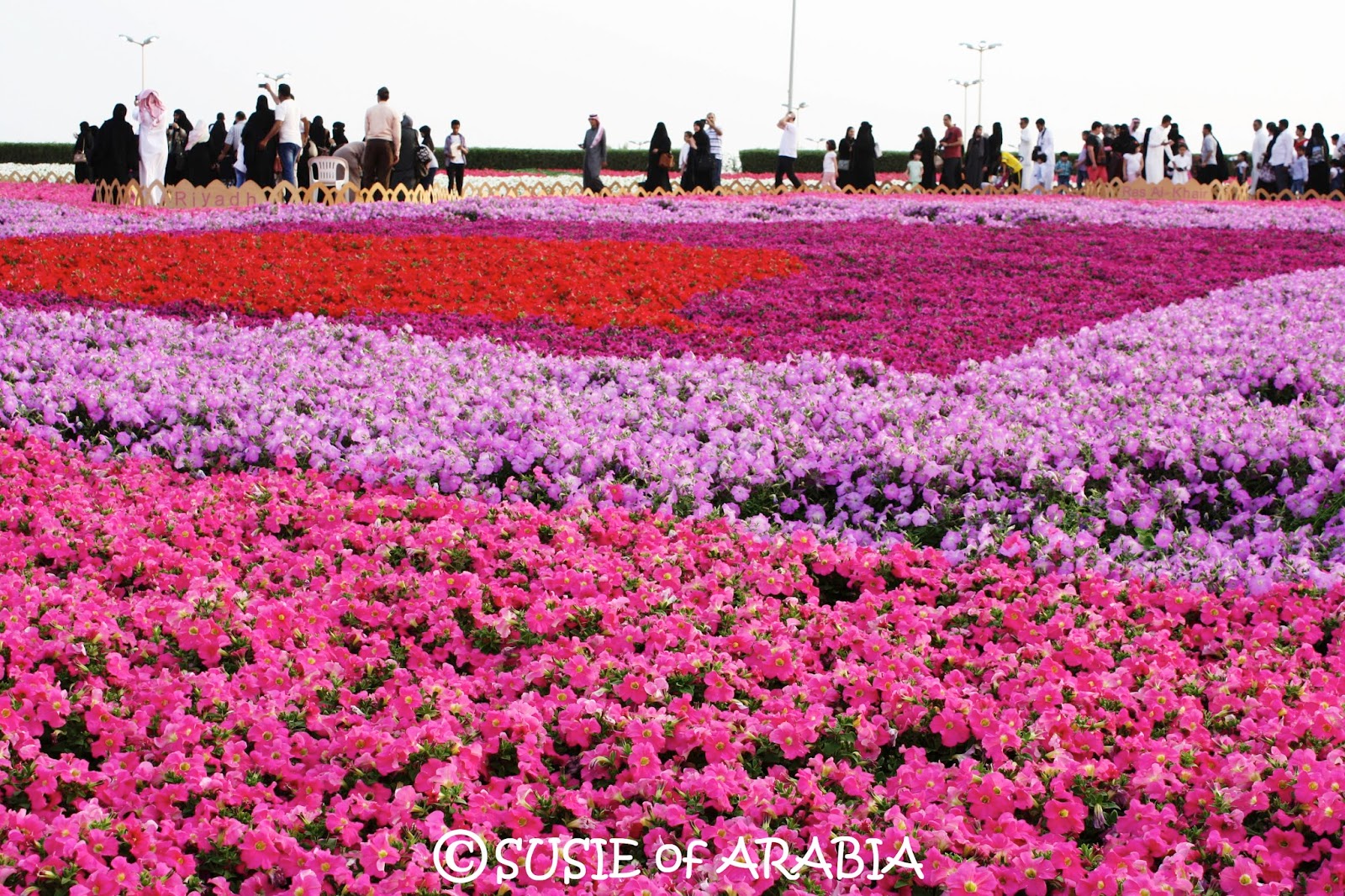 SUSIE of ARABIA Yanbu Flower Festival 2016