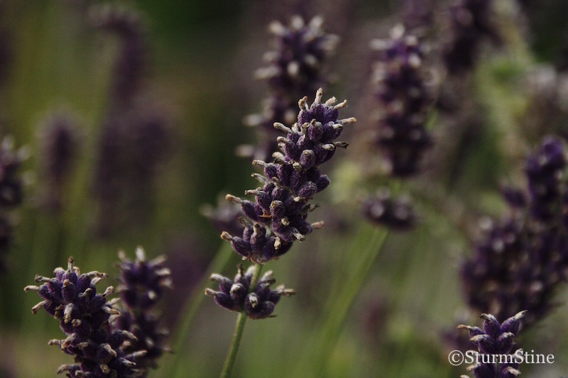 Inima De Tigan Serial Episodul 85