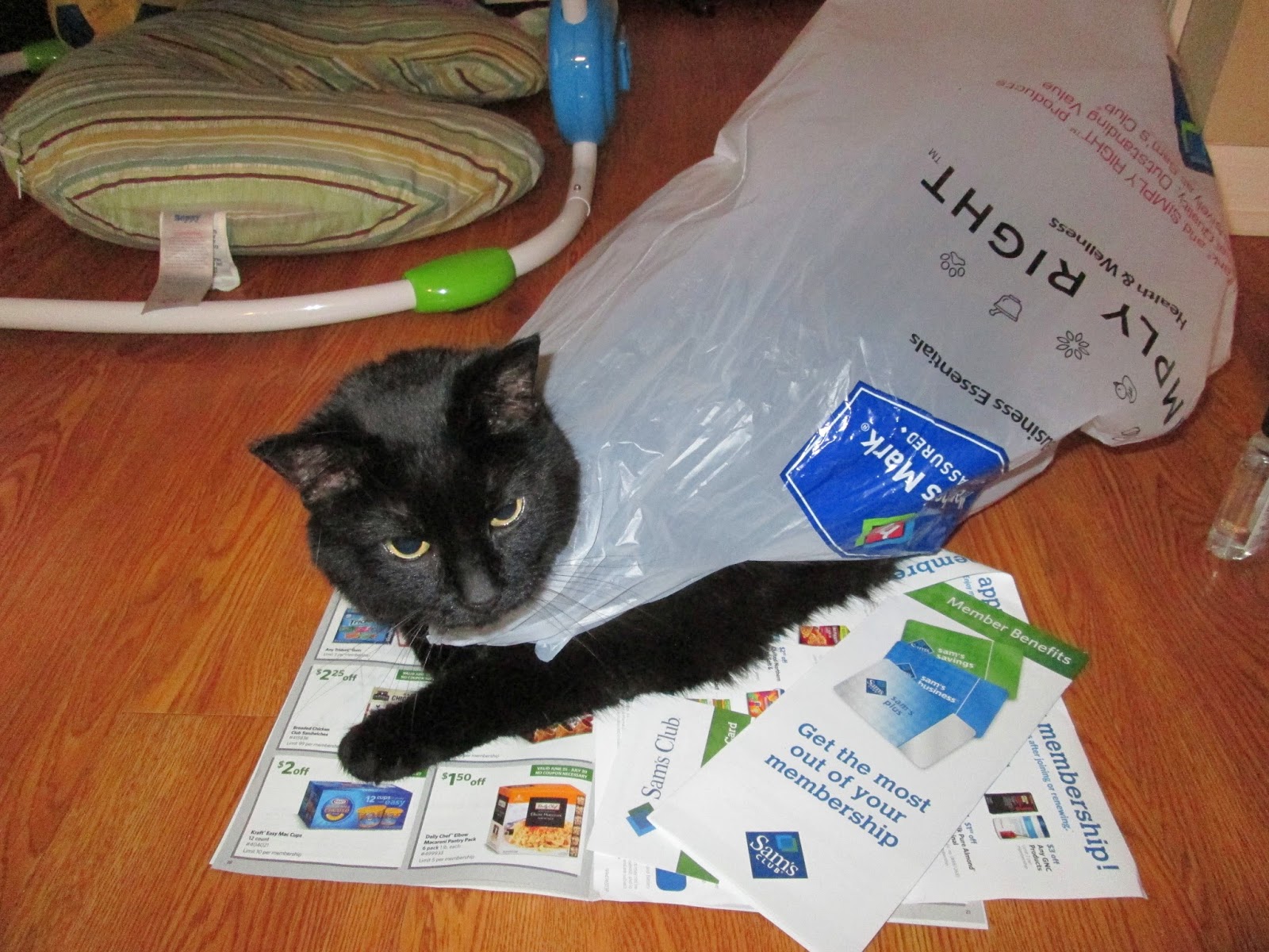 Give a cat a bag... Team Cartwright