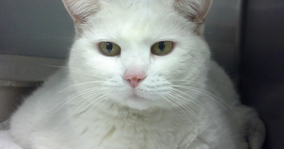 Cape May County Animal Shelter & Adoption Center at PetSmart in Rio