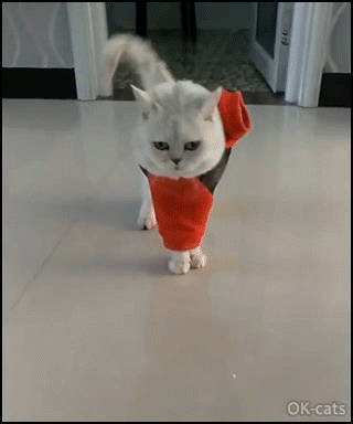 Hilarious Cat GIF • White cat walking like a pretty Geisha, with front paws tied up, haha.