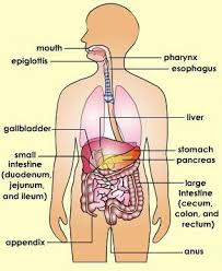 Sistem Pencernaan Manusia Lengkap Dan Fungsinya
