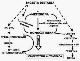 definicion de metabolismo basal Consejos y Guía