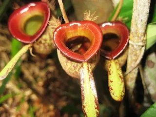 Klasifikasi kantong semar Nepenthes - berbagaireviews.com