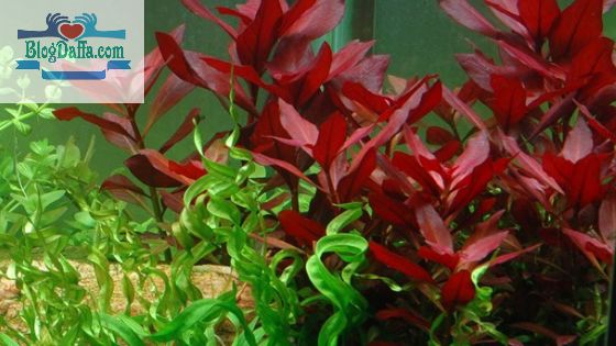 Ludwigia Repens Tanaman aquascape Ludwigia Repens