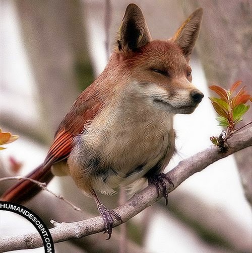 20-Foxird-Martin-Humandescent-Surreal-Animal-Mashup-www-designstack-co