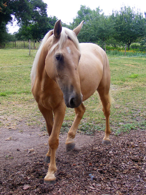 Days on the Claise Horses Eat Walnuts